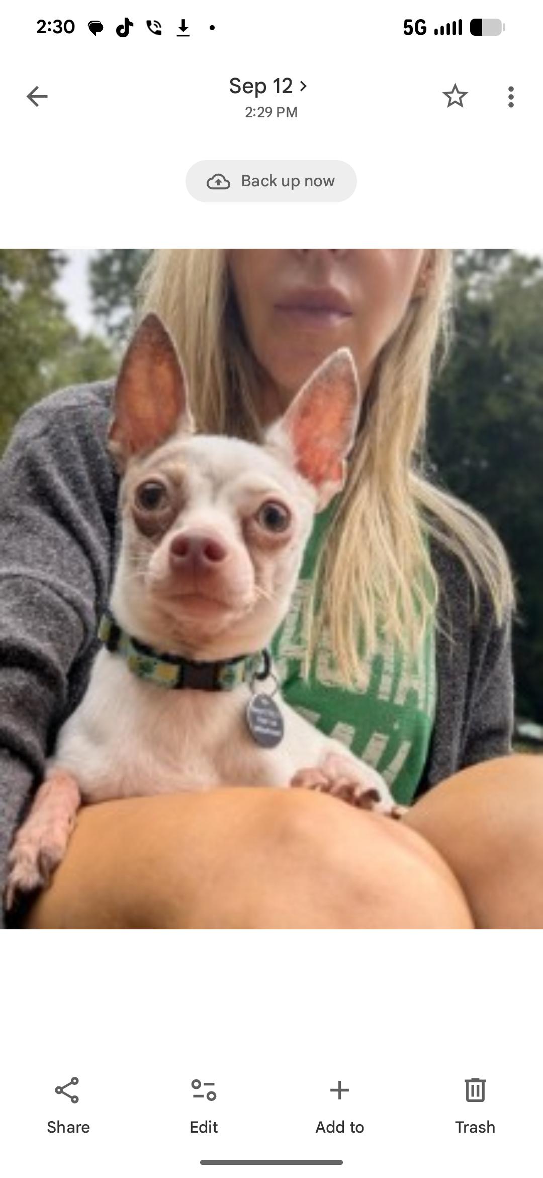 Enlarge Sir Edmund aka Eddie, a Adoptable Chihuahua in Spring, TX image 3/3