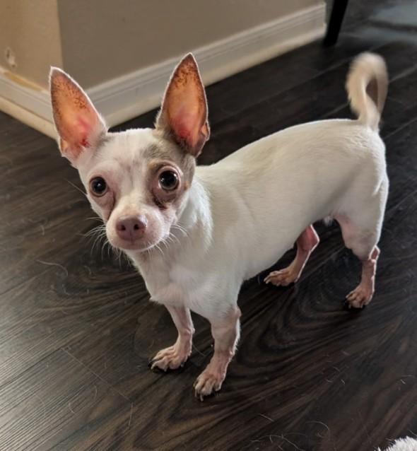 Enlarge Sir Edmund aka Eddie, a Adoptable Chihuahua in Spring, TX image 1/3