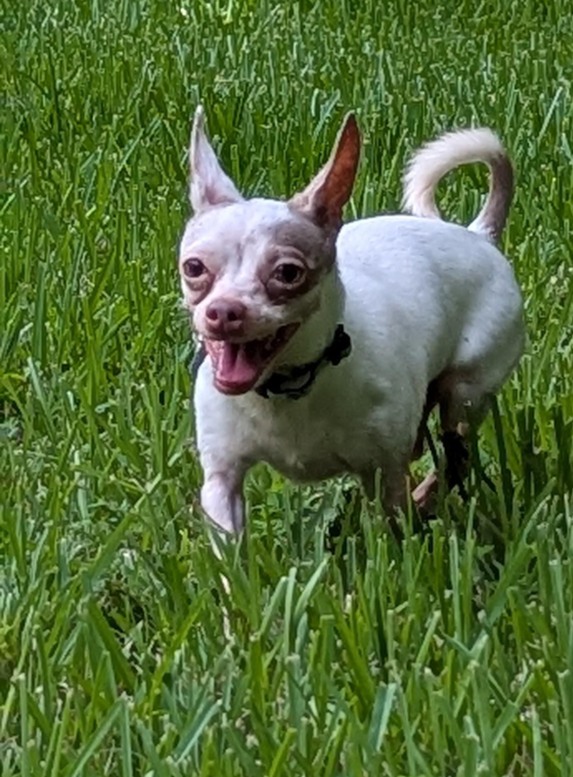 Enlarge Sir Edmund aka Eddie, a Adoptable Chihuahua in Spring, TX image 2/3