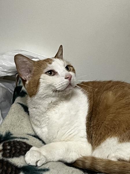 Ed, Adoptable, Senior Male Domestic Short Hair.