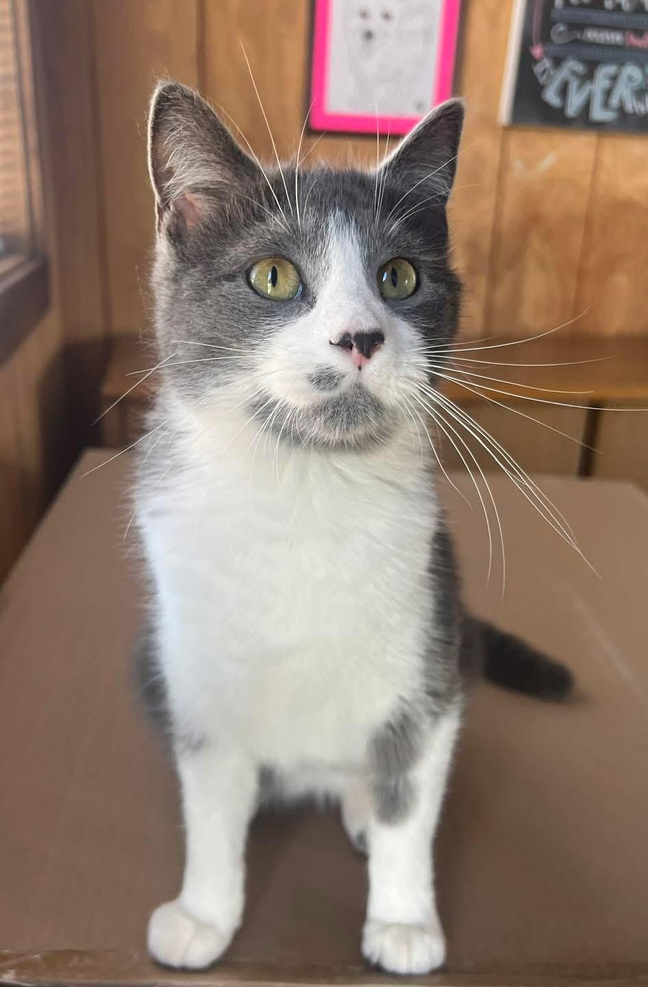 Enlarge Poppy, an adopted Domestic Short Hair in Sullivan, MO image 4/4