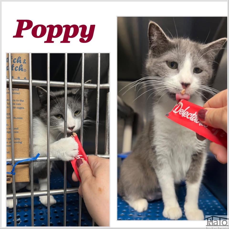 Enlarge Poppy, an adopted Domestic Short Hair in Sullivan, MO image 3/4