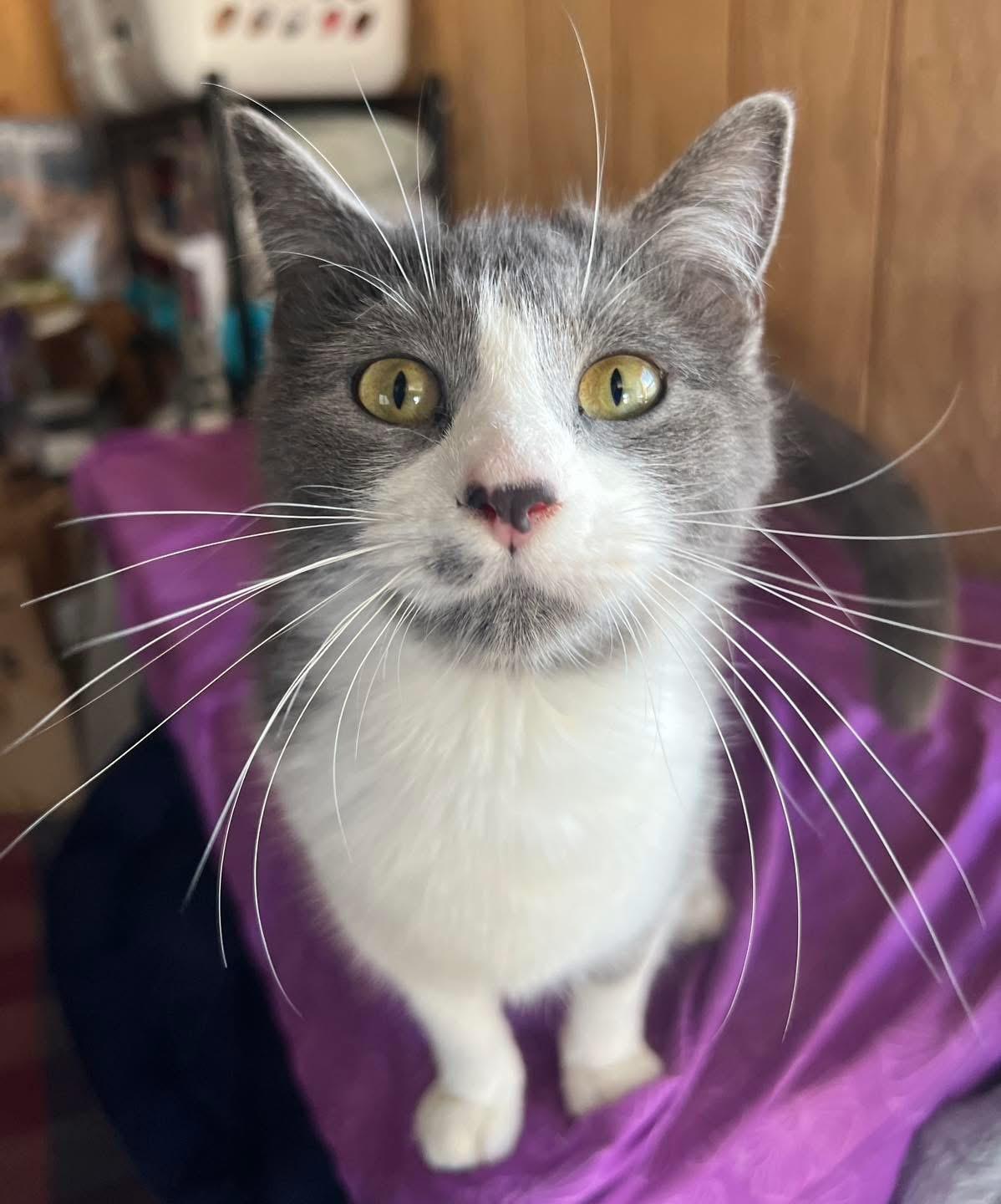 Poppy, ADOPTABLE, Young Female Domestic Short Hair.