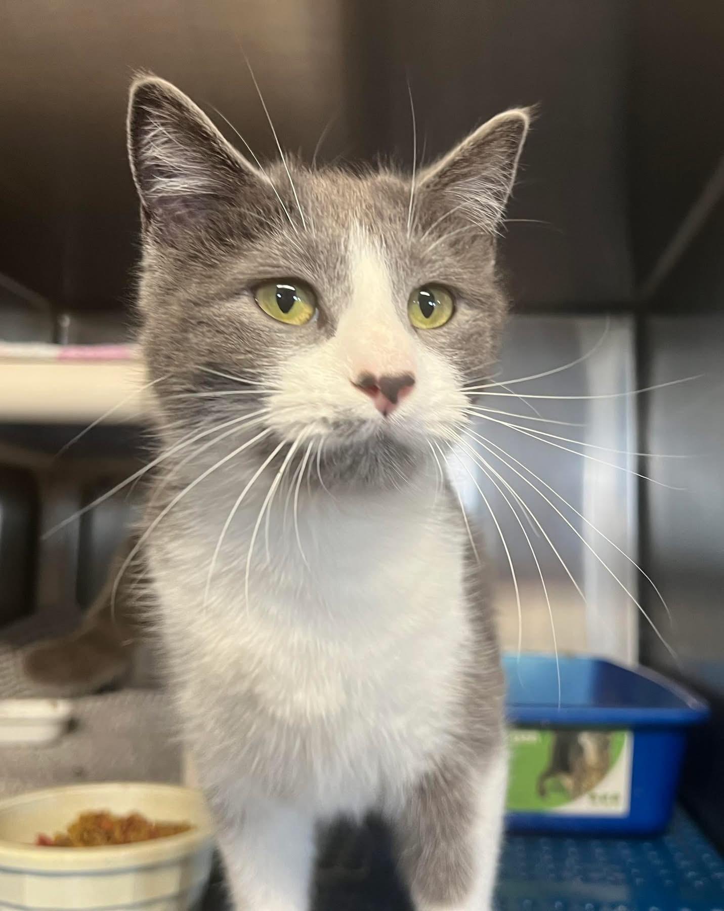 Poppy, a ADOPTABLE Domestic Short Hair in Sullivan, MO image 2/2