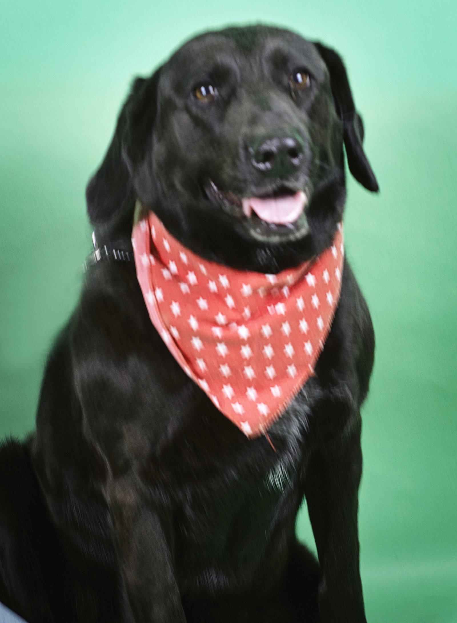 Enlarge Sadie, a Adoptable mixed breed in Holly Springs, MS image 1/3