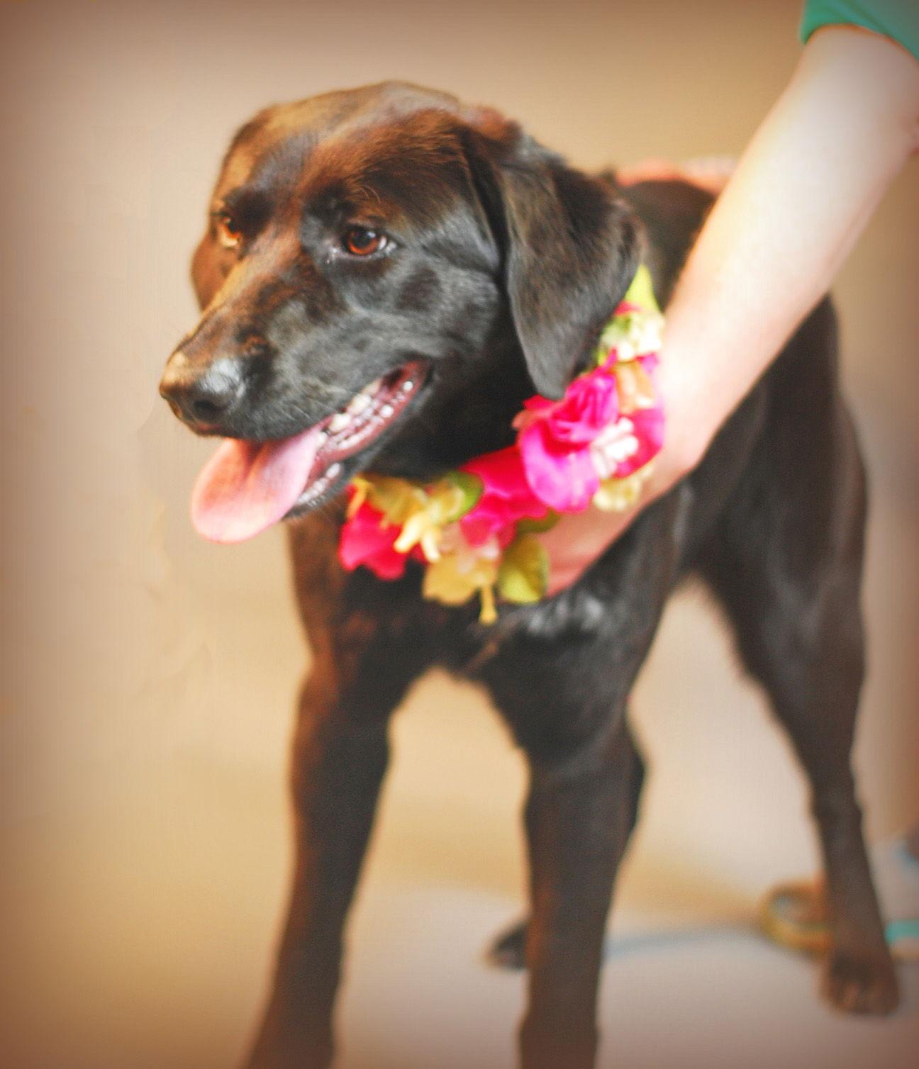 Enlarge Sadie, a Adoptable mixed breed in Holly Springs, MS image 1/3