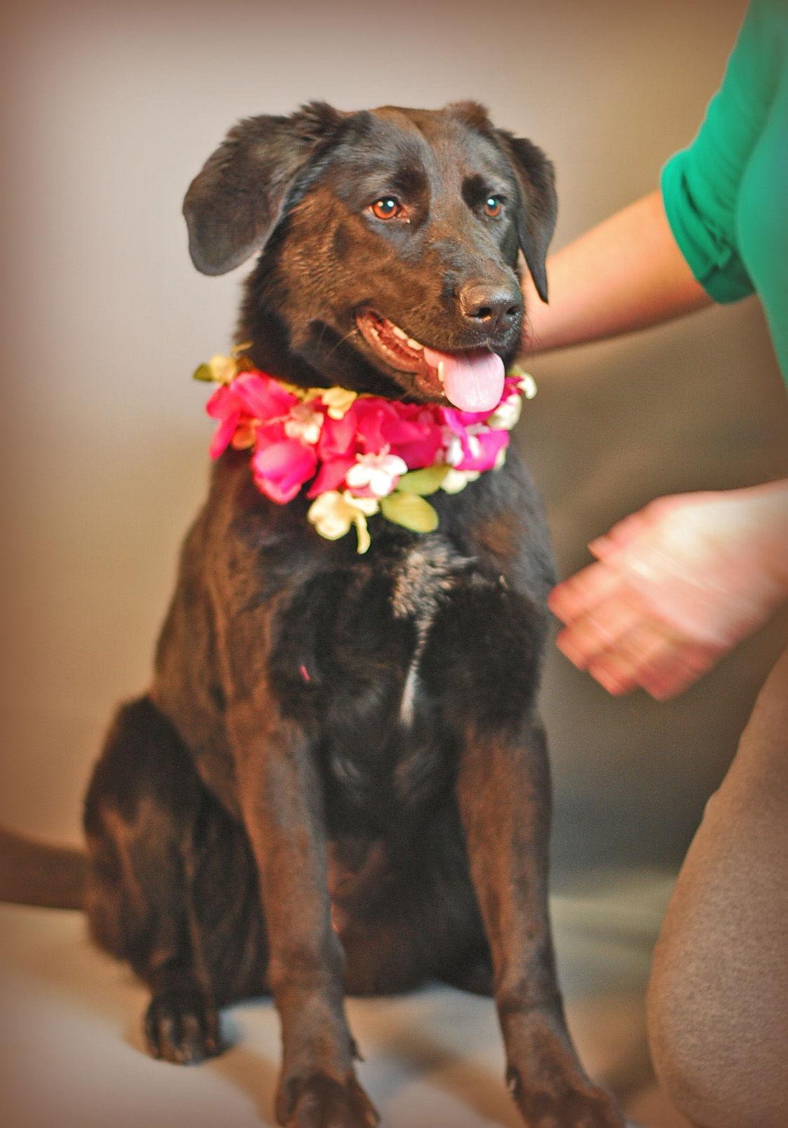 Enlarge Sadie, a Adoptable mixed breed in Holly Springs, MS image 2/3