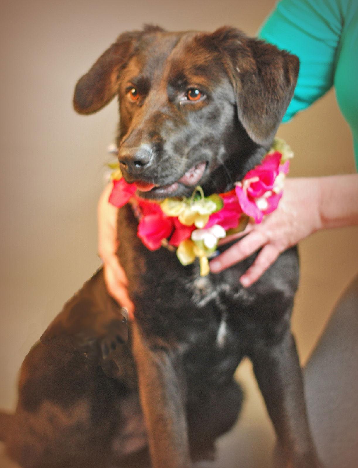 Enlarge Sadie, a Adoptable mixed breed in Holly Springs, MS image 3/3