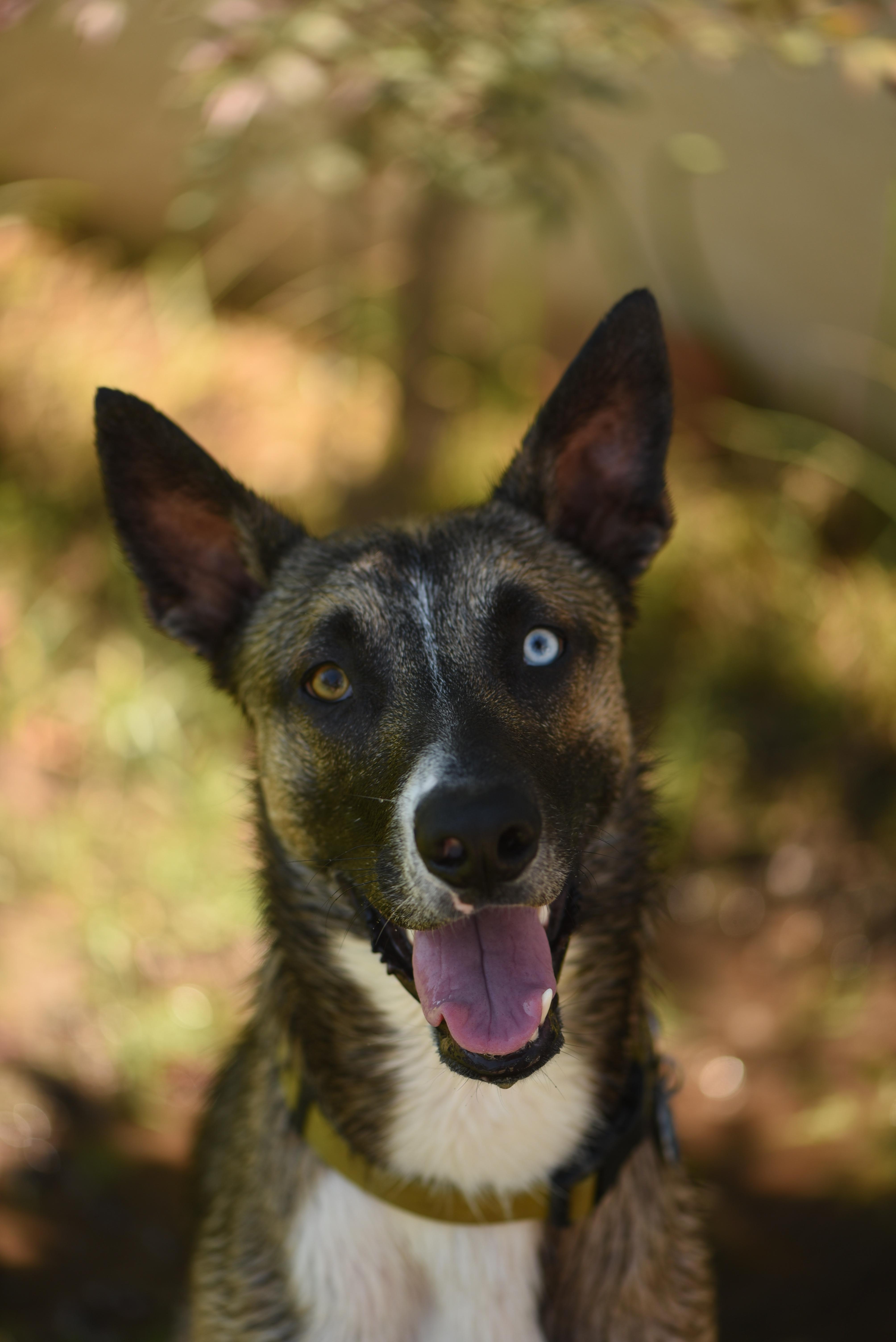 Luke, a Adoptable mixed breed in Putnam, CT image 1/5