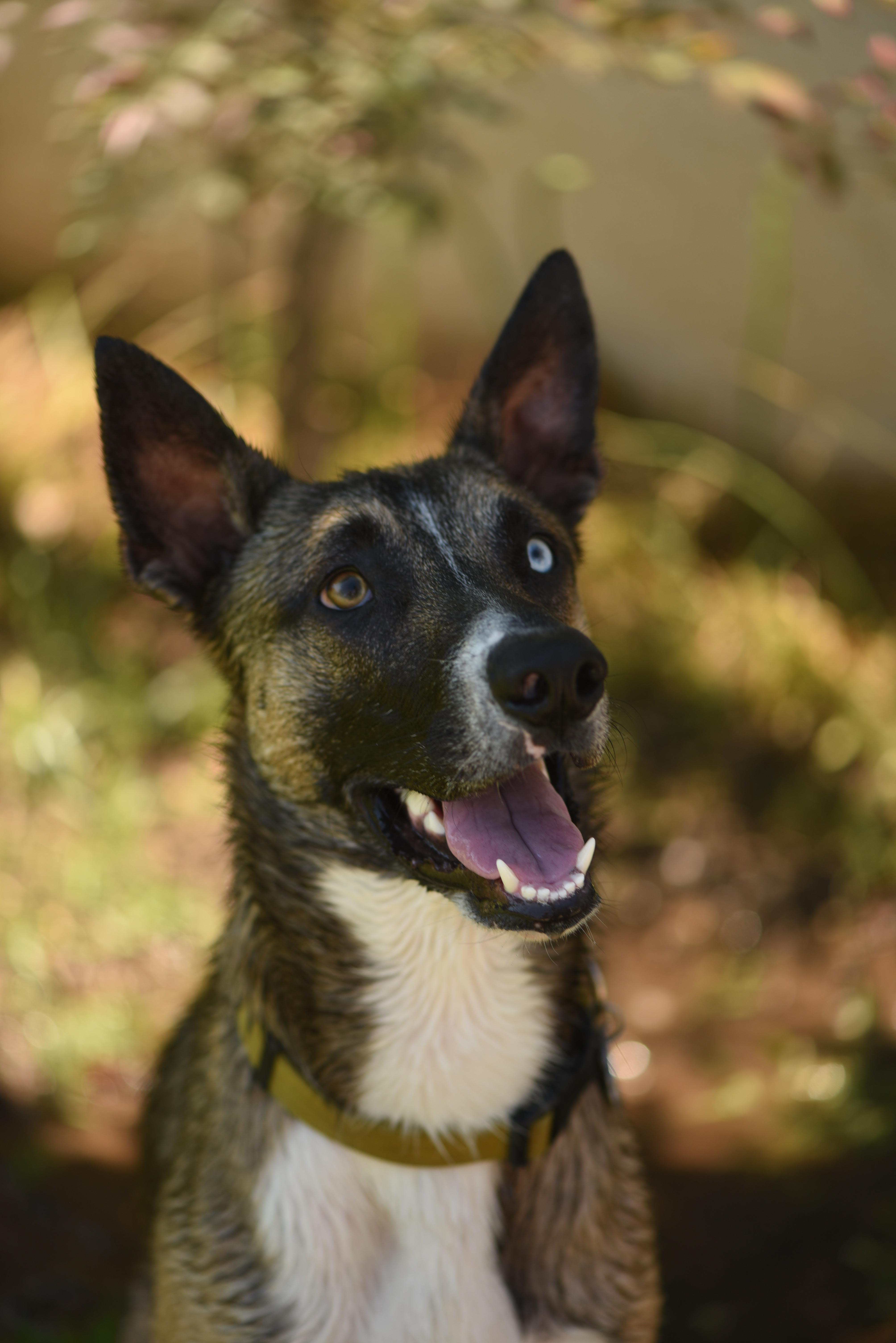 Luke, a Adoptable mixed breed in Putnam, CT image 2/5