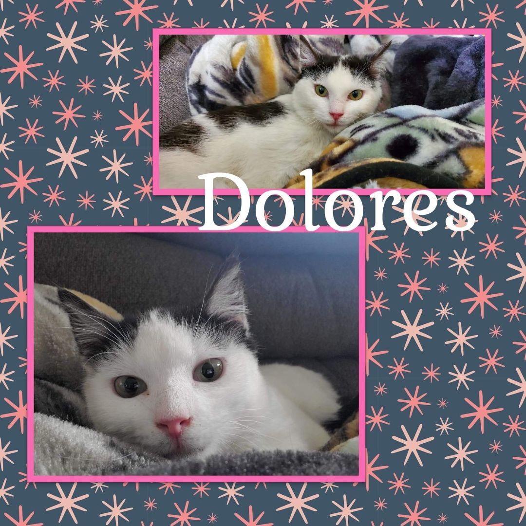 Dolores, an adoptable Domestic Short Hair in Bendersville, PA, 17306 | Photo Image 1