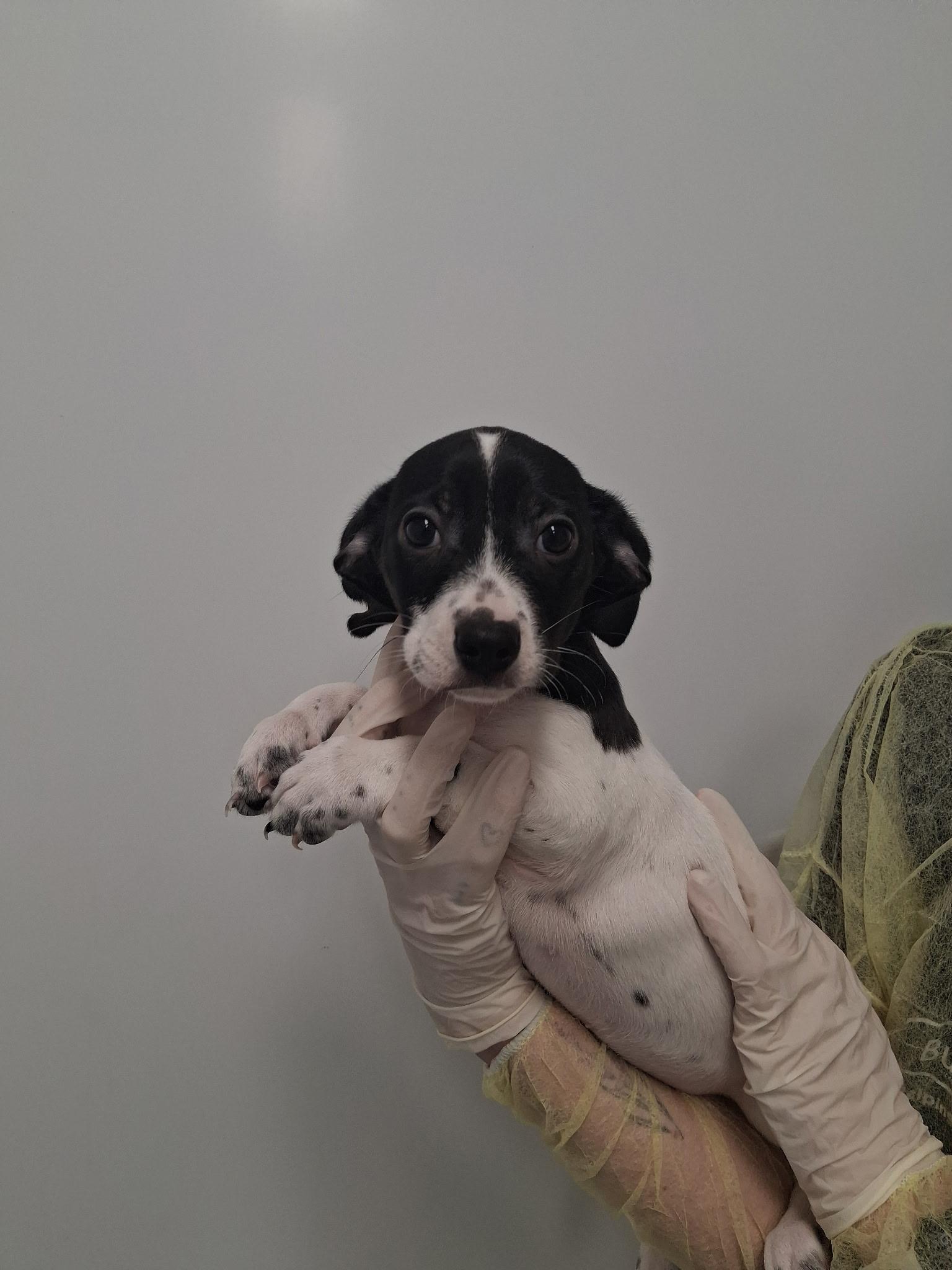 Flynn, Adopted, Young Male Jack Russell Terrier.