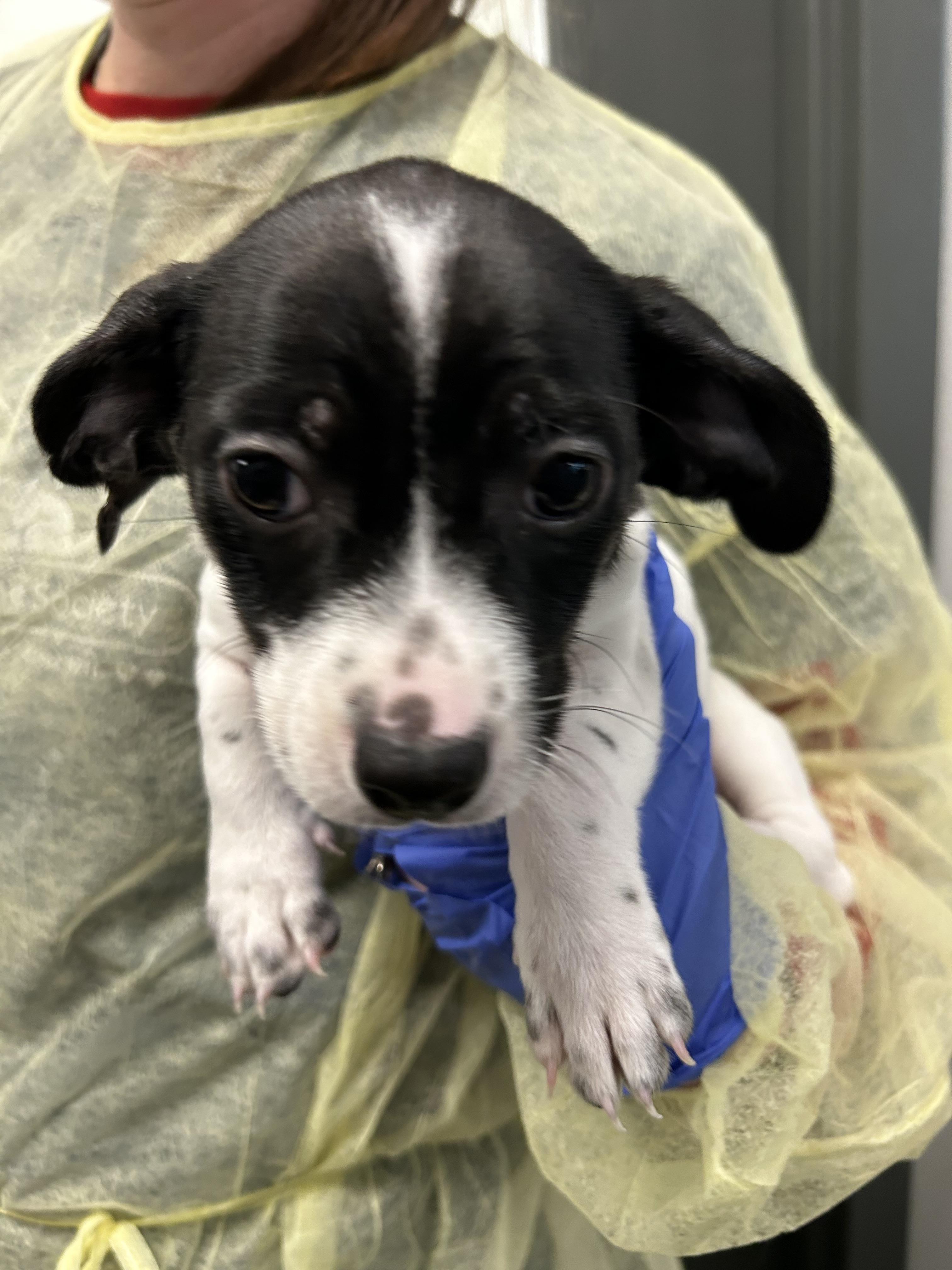 Enlarge Flynn, a Adopted mixed breed in Chico, CA image 4/4