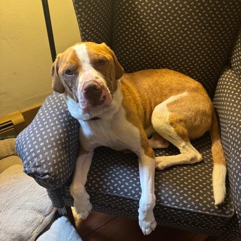 Bluto, Adoptable, Adult Male Mixed Breed.