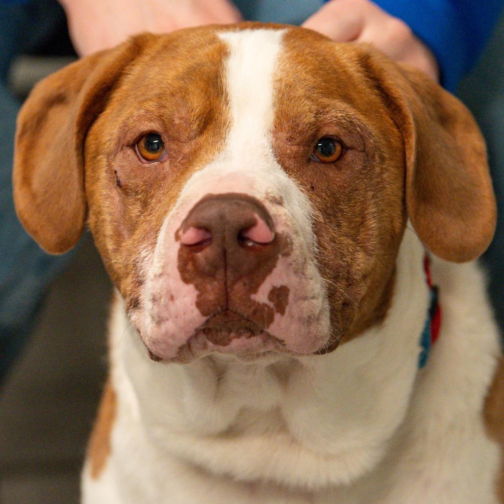 Bluto, a Adoptable Mixed Breed in Kennebunk, ME image 4/6