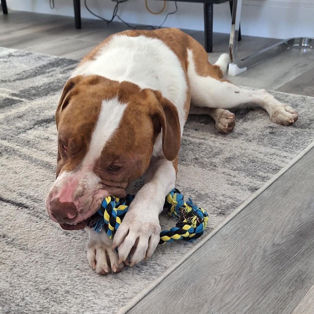 Bluto, a Adoptable Mixed Breed in Kennebunk, ME image 6/6