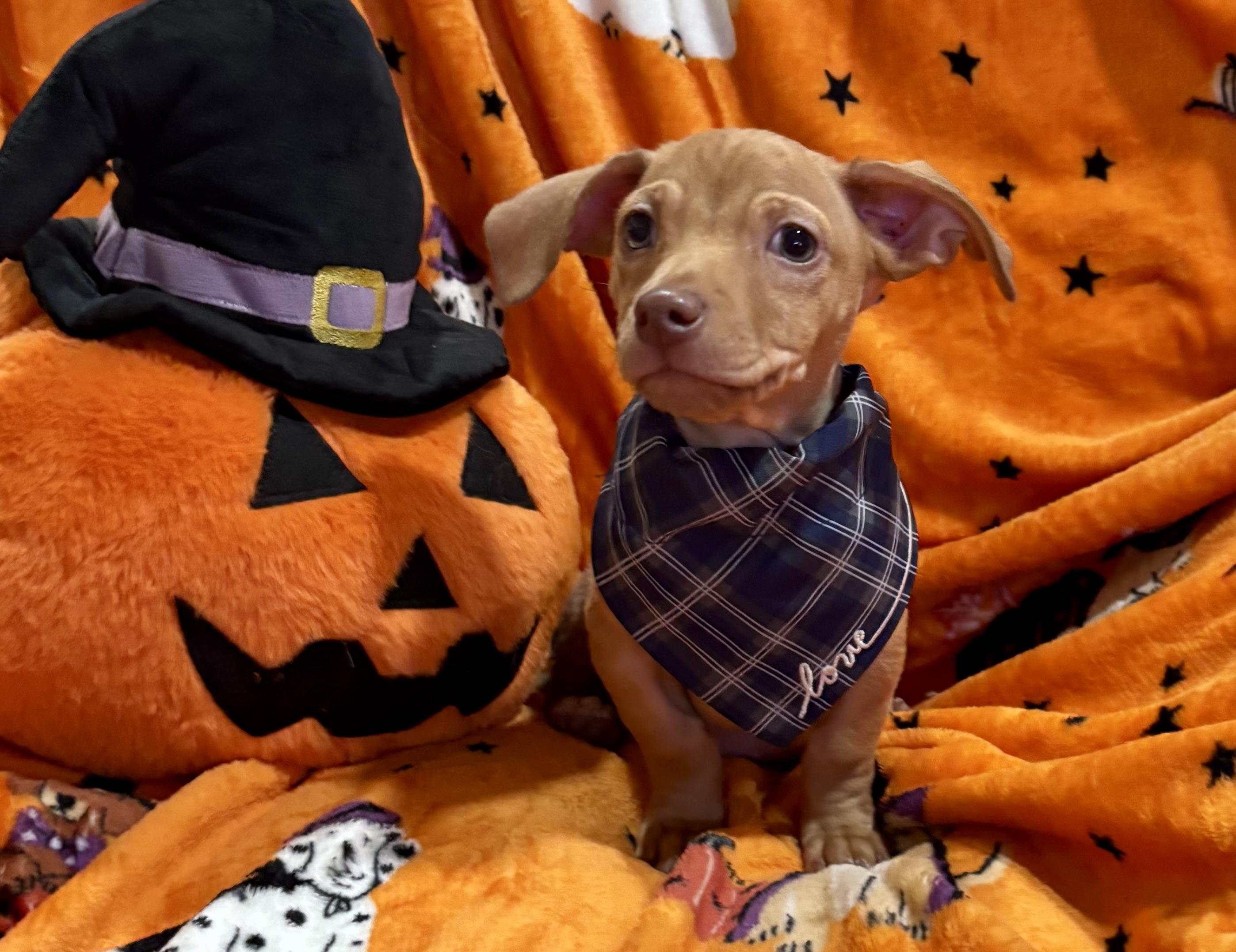 Enlarge Charlie Brown, a Adoptable mixed breed in Foster, OR image 4/6