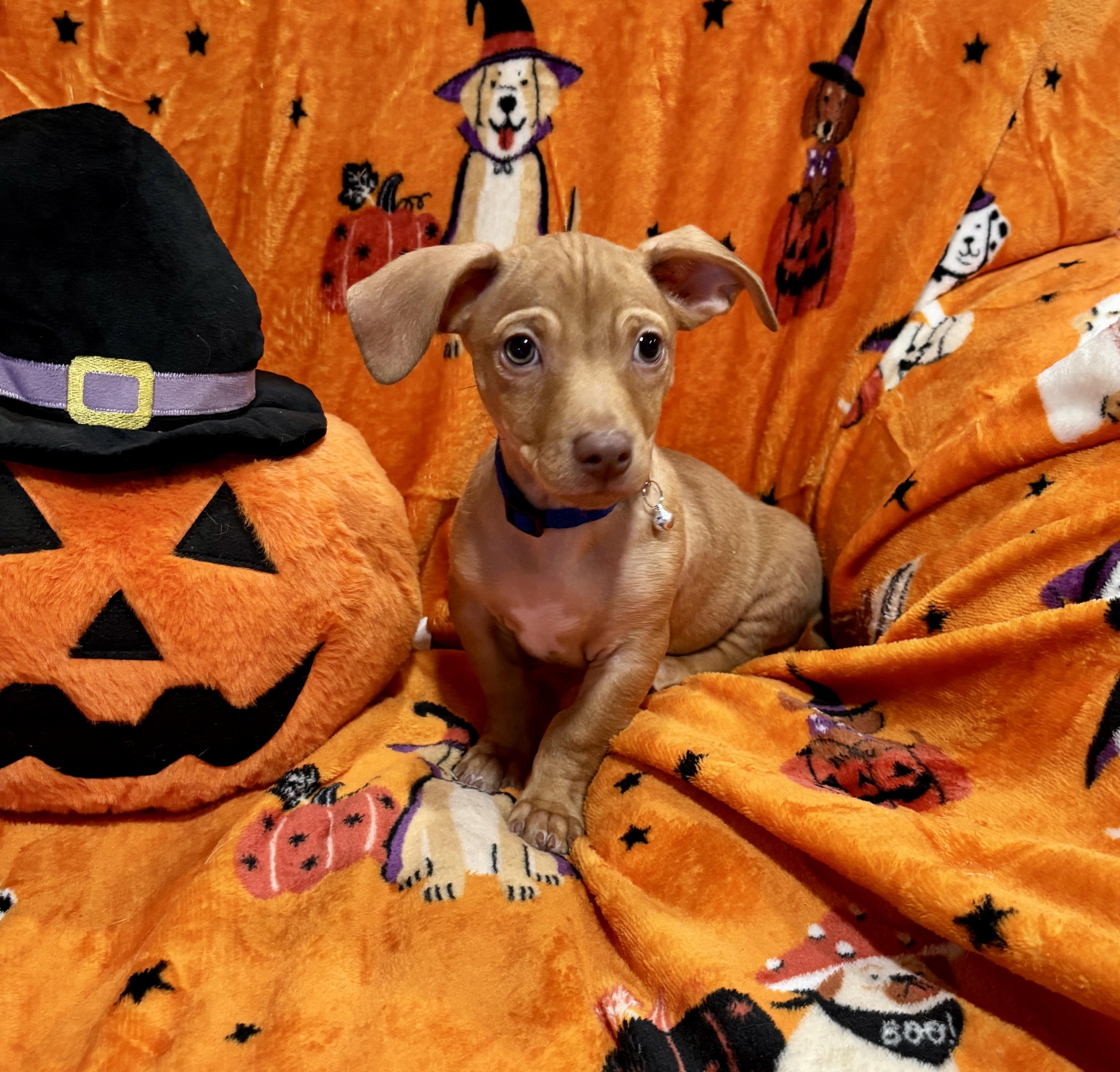 Enlarge Charlie Brown, a Adoptable mixed breed in Foster, OR image 2/6