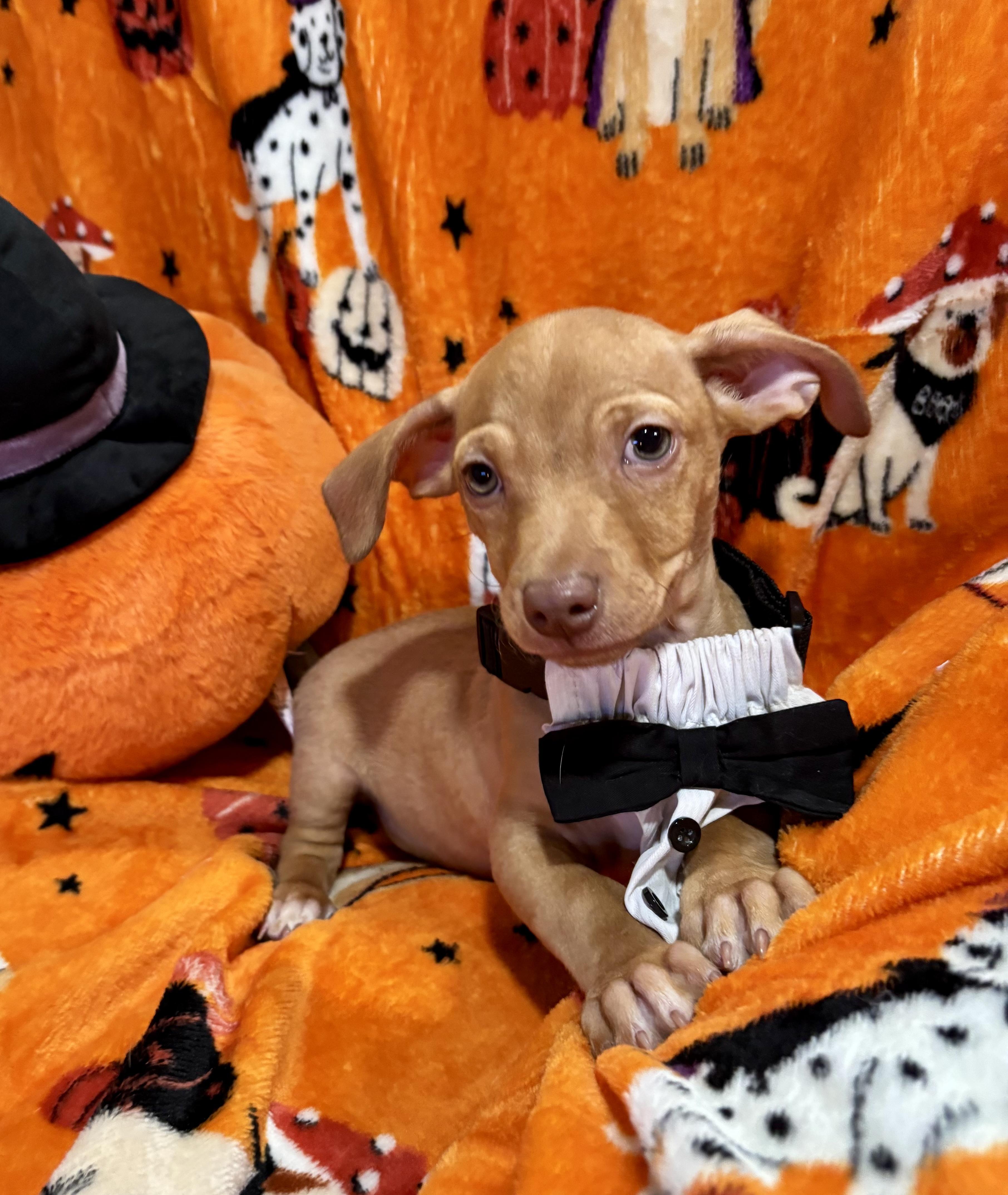 Enlarge Charlie Brown, a Adoptable mixed breed in Foster, OR image 1/6
