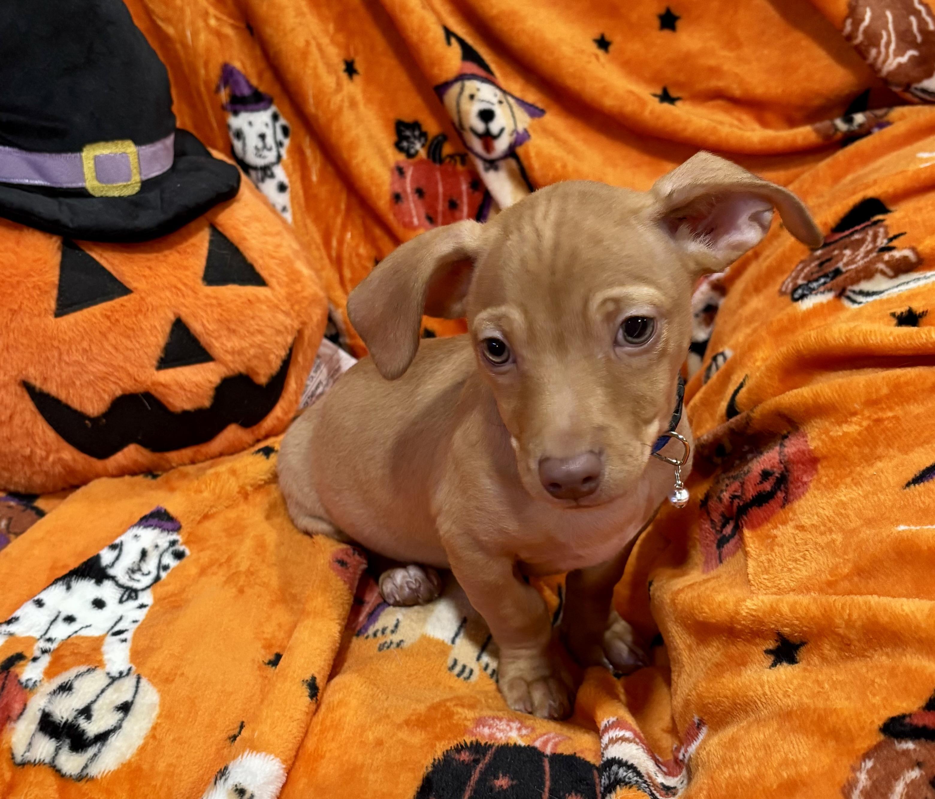 Enlarge Charlie Brown, a Adoptable mixed breed in Foster, OR image 5/6