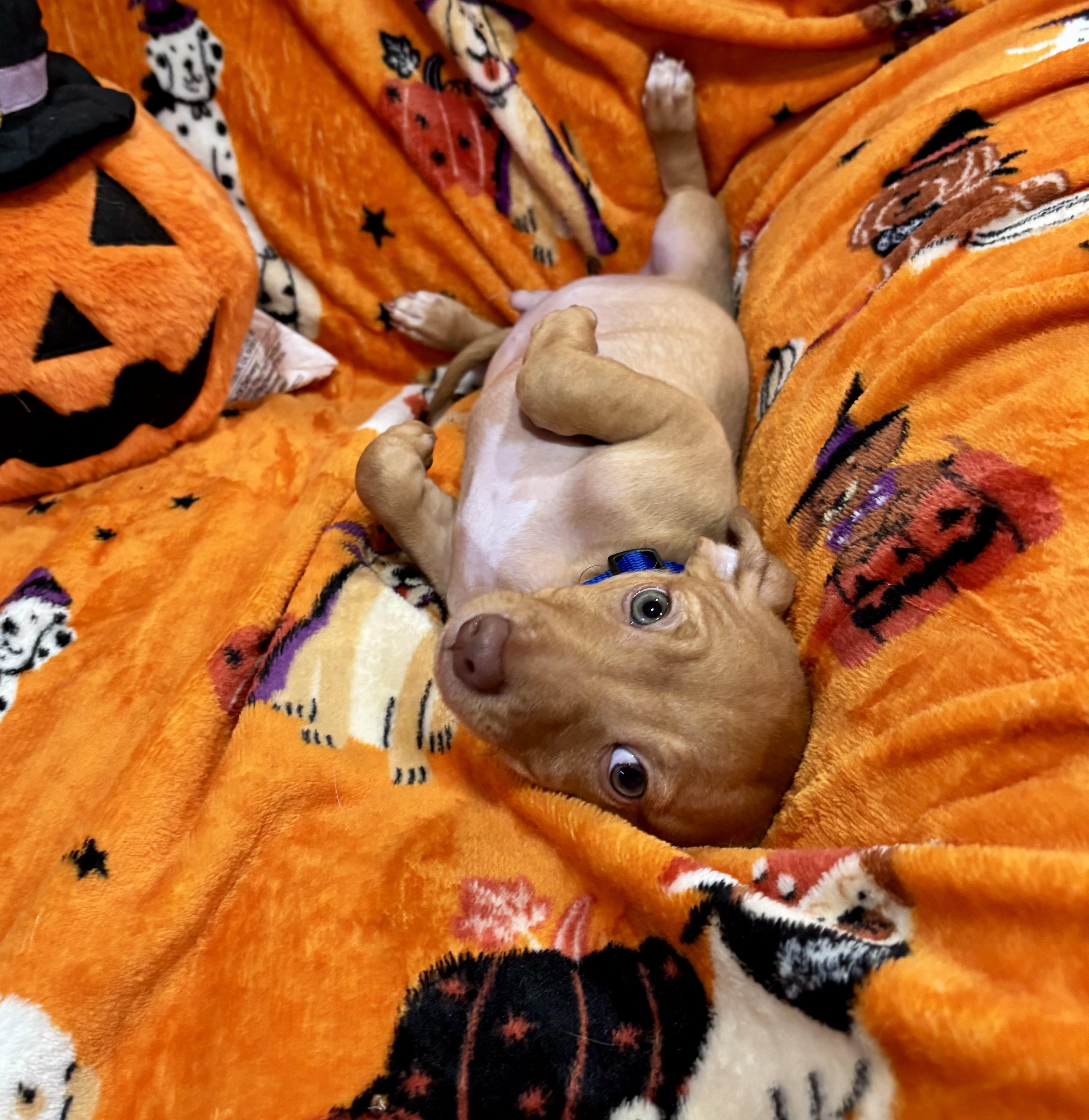 Enlarge Charlie Brown, a Adoptable mixed breed in Foster, OR image 3/6