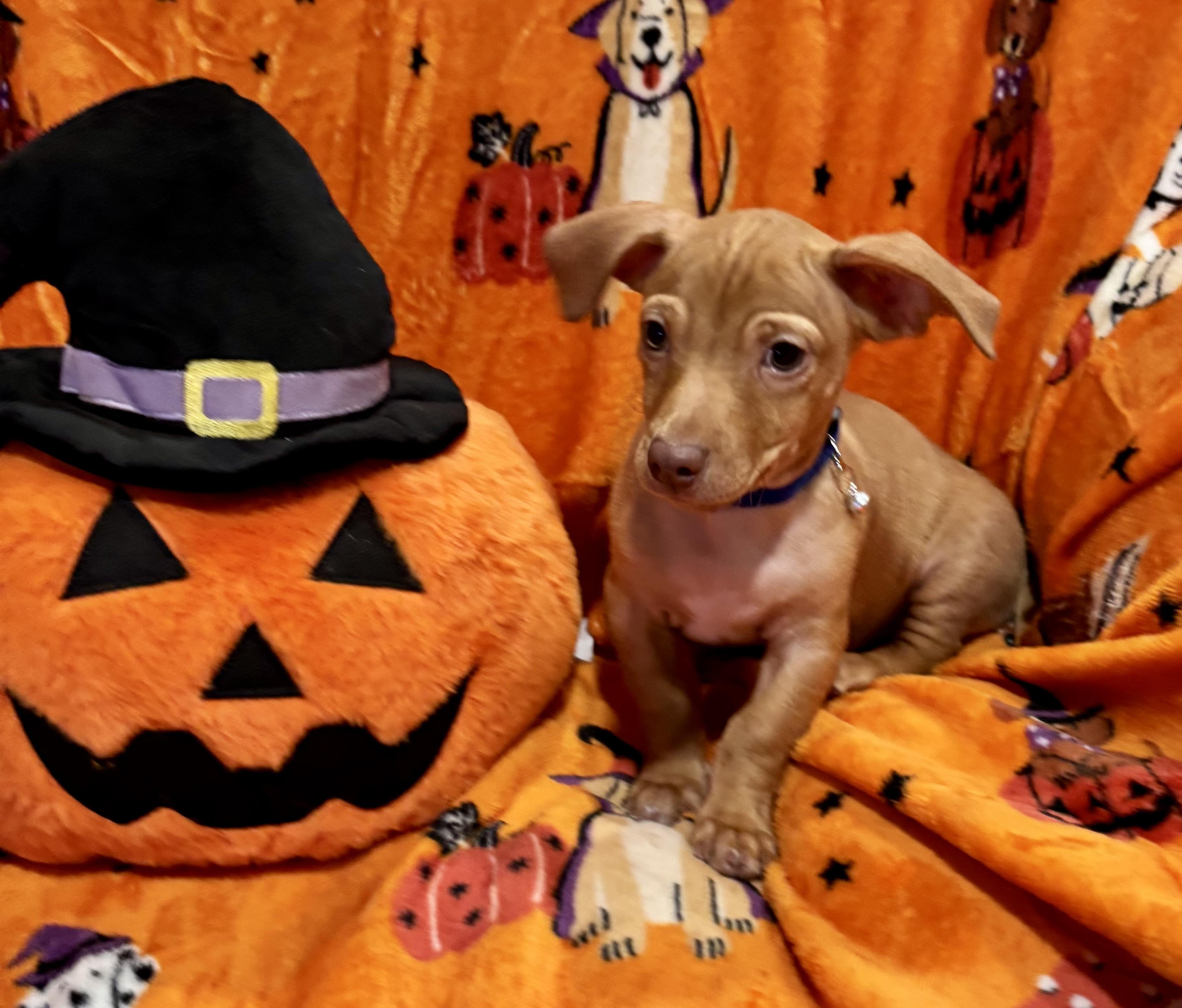 Enlarge Charlie Brown, a Adoptable mixed breed in Foster, OR image 6/6