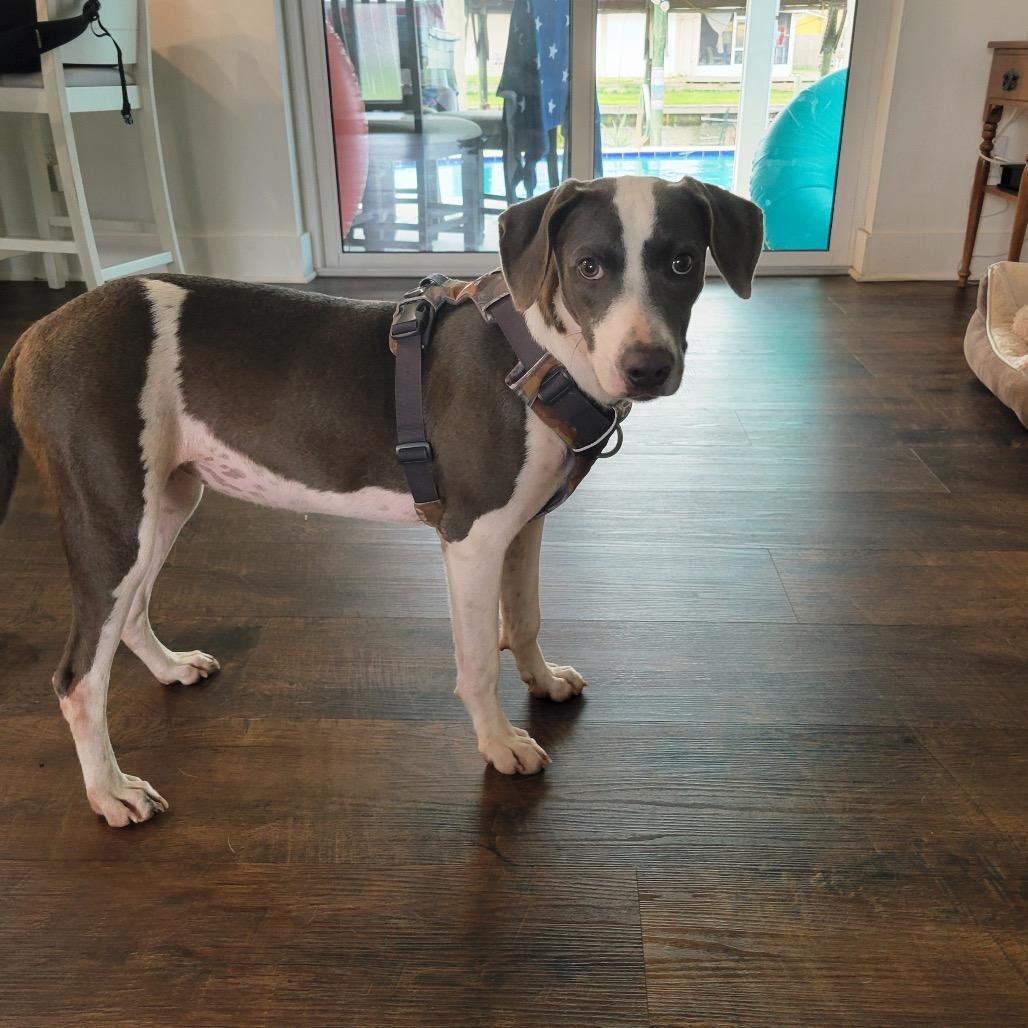 Enlarge Clover, a Adoptable Mixed Breed in Merritt Island, FL image 1/2