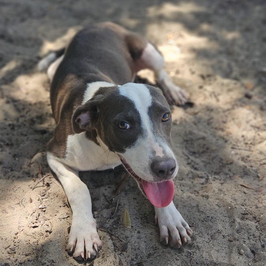 Enlarge Clover, a Adoptable Mixed Breed in Merritt Island, FL image 2/2