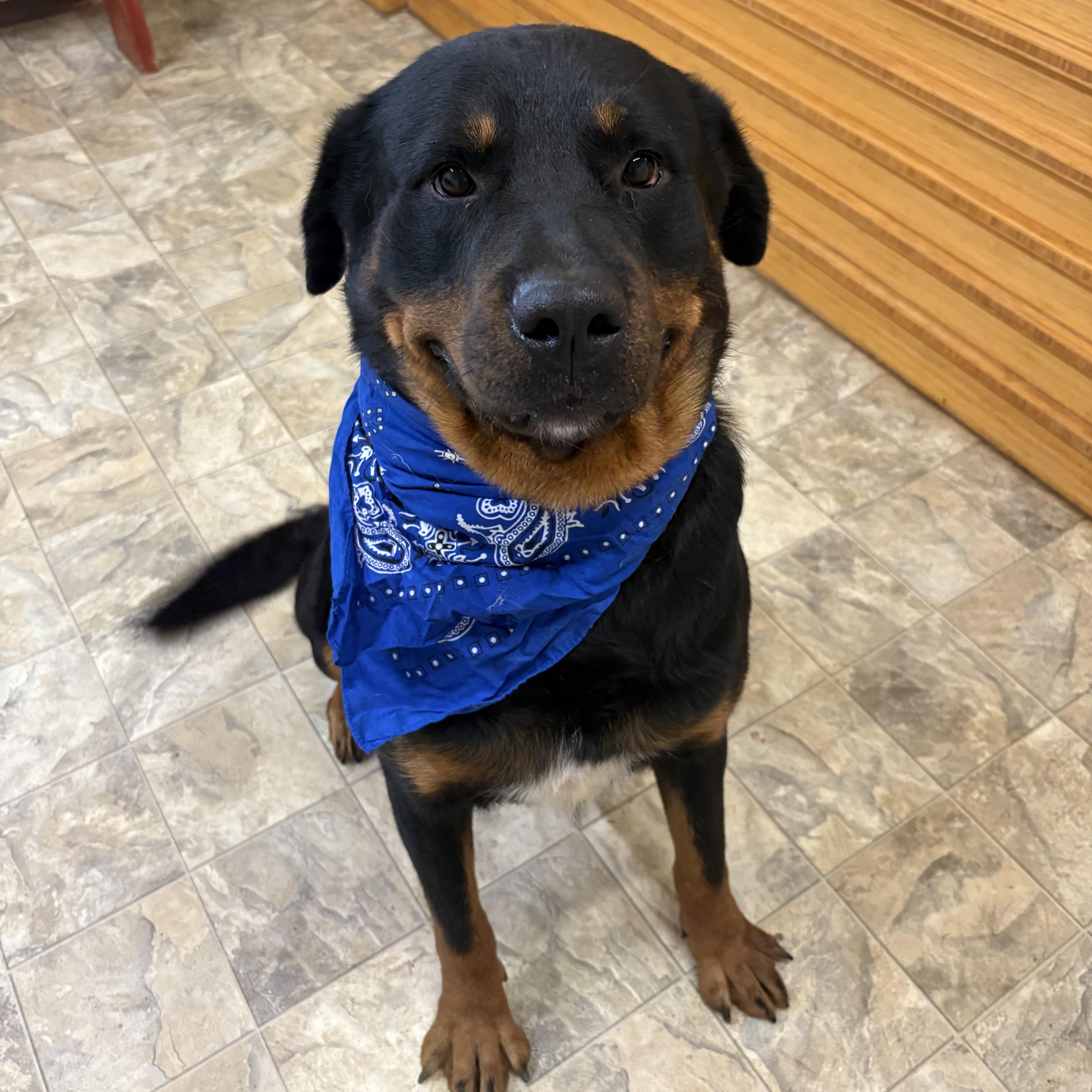 Eric, an adopted mixed breed in Pilot Point, TX image 3/3