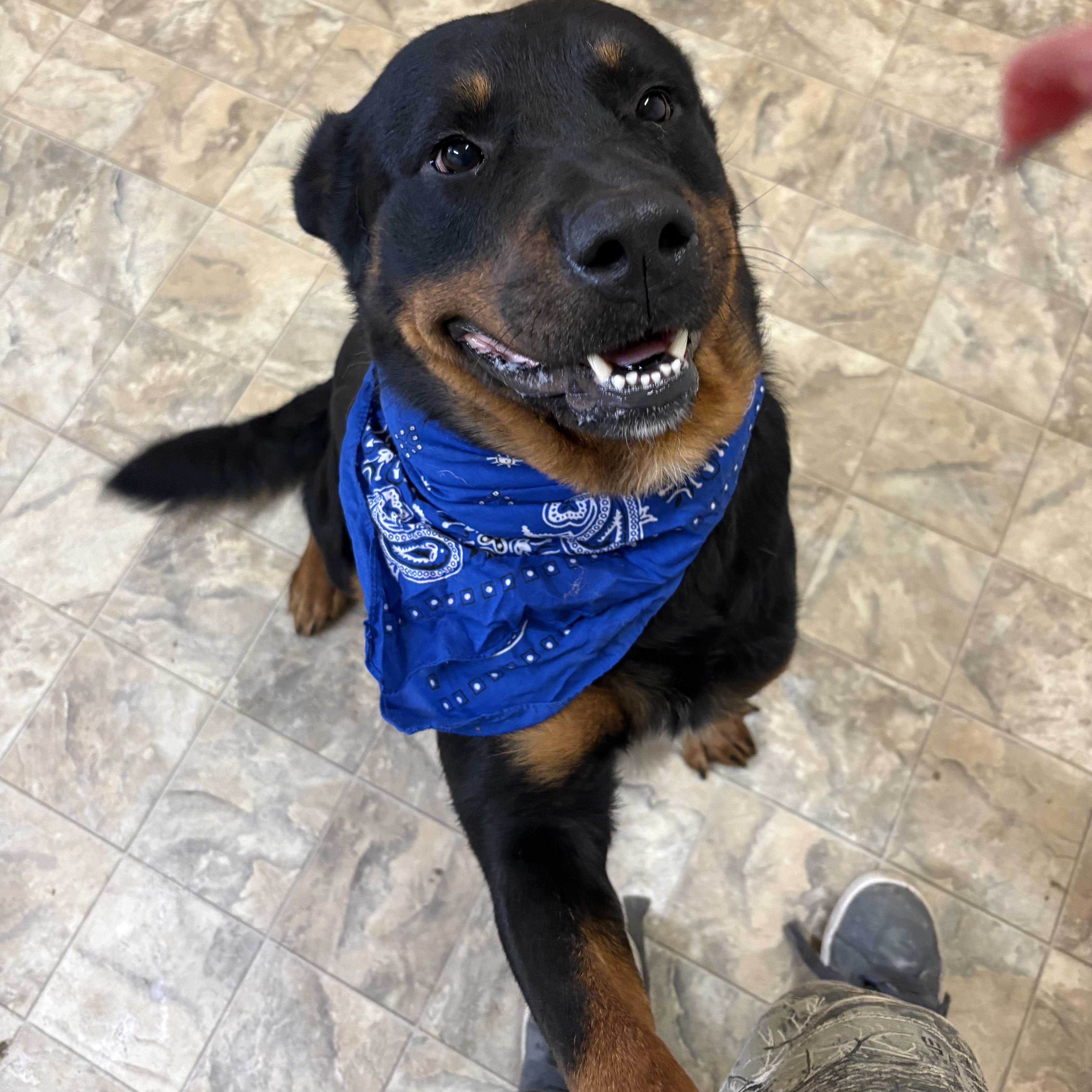 Eric, an adopted mixed breed in Pilot Point, TX image 2/3