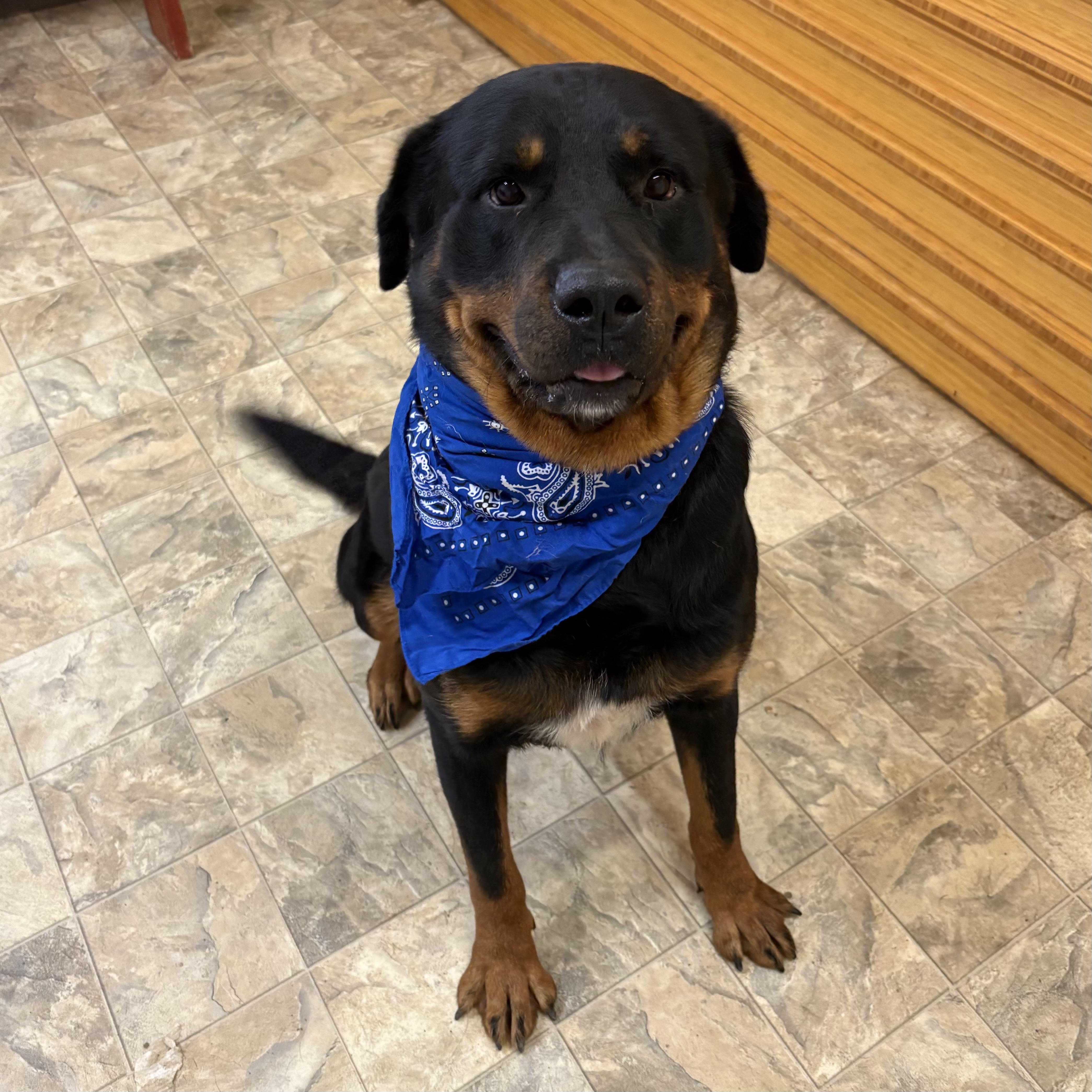 Eric, adopted, Adult Male Rottweiler.