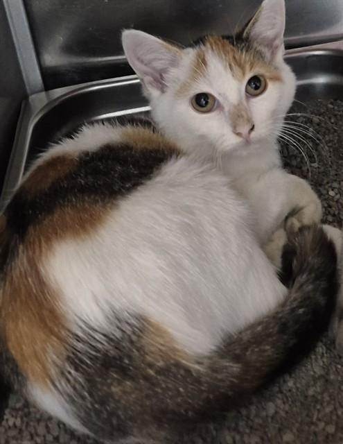 CHECKA, Adoptable, Young Female Domestic Short Hair.