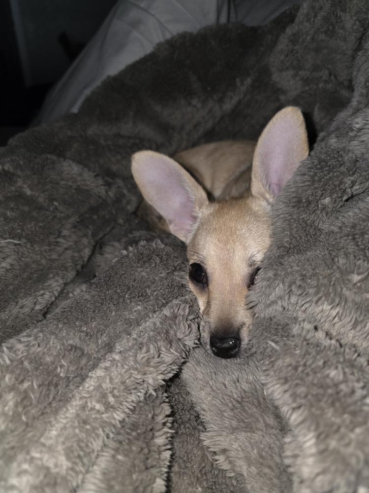 Button, a Adoptable mixed breed in Windsor, CA image 2/6