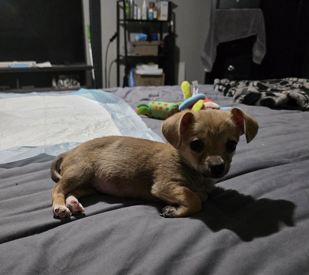 Button, a Adoptable mixed breed in Windsor, CA image 3/6