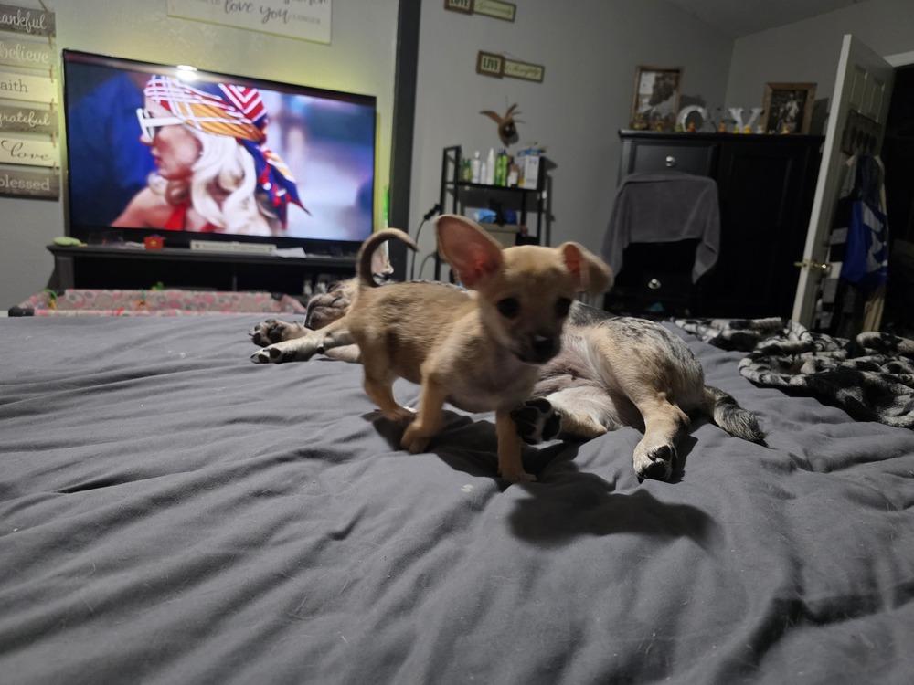 Button, a Adoptable mixed breed in Windsor, CA image 4/6