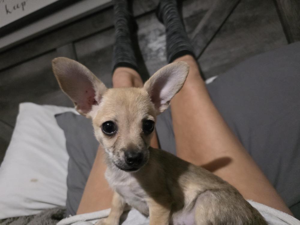Button, a Adoptable mixed breed in Windsor, CA image 6/6