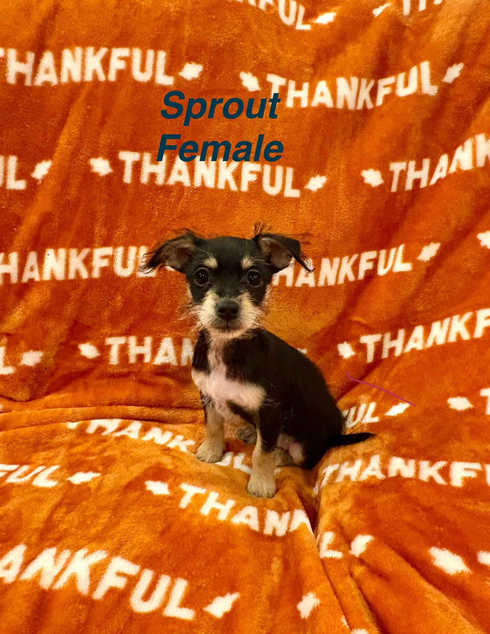 Sprout