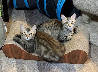 Enlarge Trouble, a ADOPTABLE Domestic Short Hair in Murfreesboro, TN image 2/2