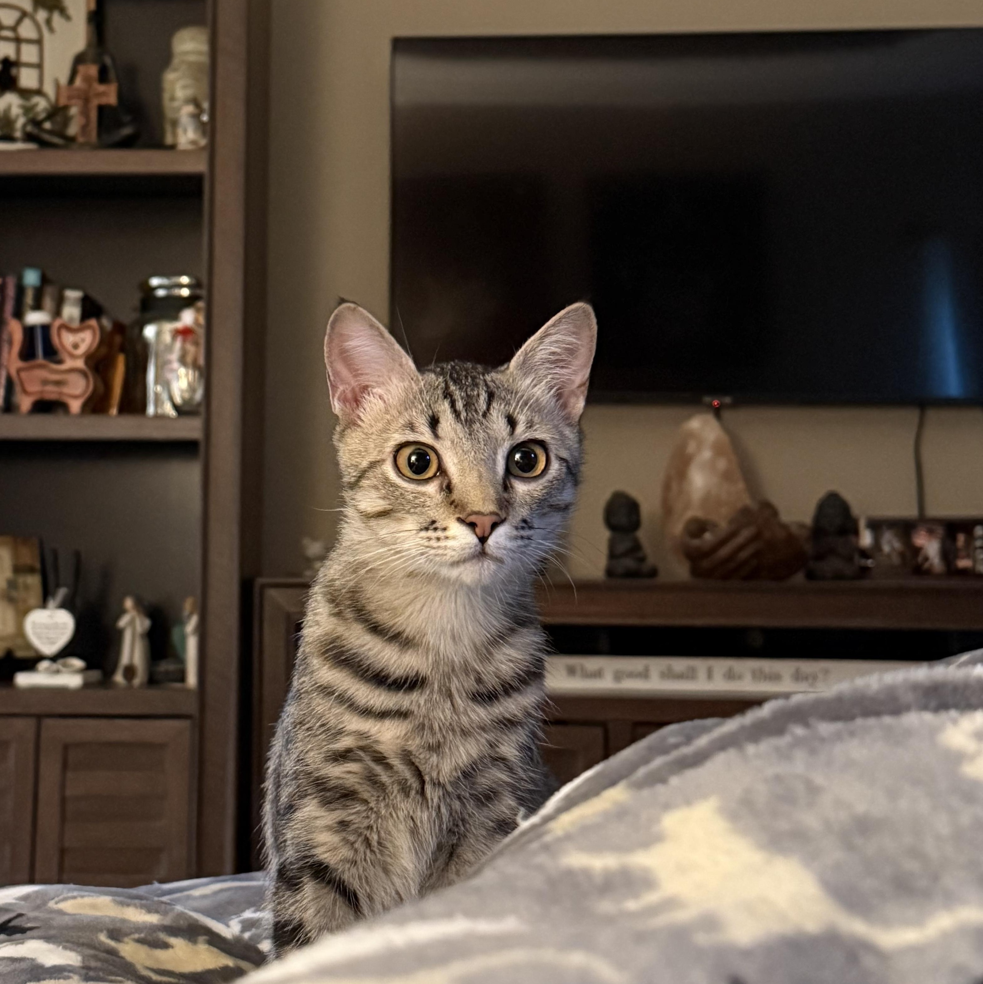 Enlarge Trouble, a ADOPTABLE Domestic Short Hair in Murfreesboro, TN image 1/3