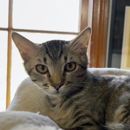 Enlarge Trouble, a ADOPTABLE Domestic Short Hair in Murfreesboro, TN image 1/2