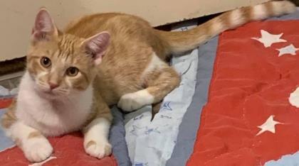 Ringo — thumbnail 2