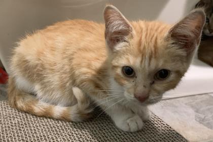 Ringo — thumbnail 3