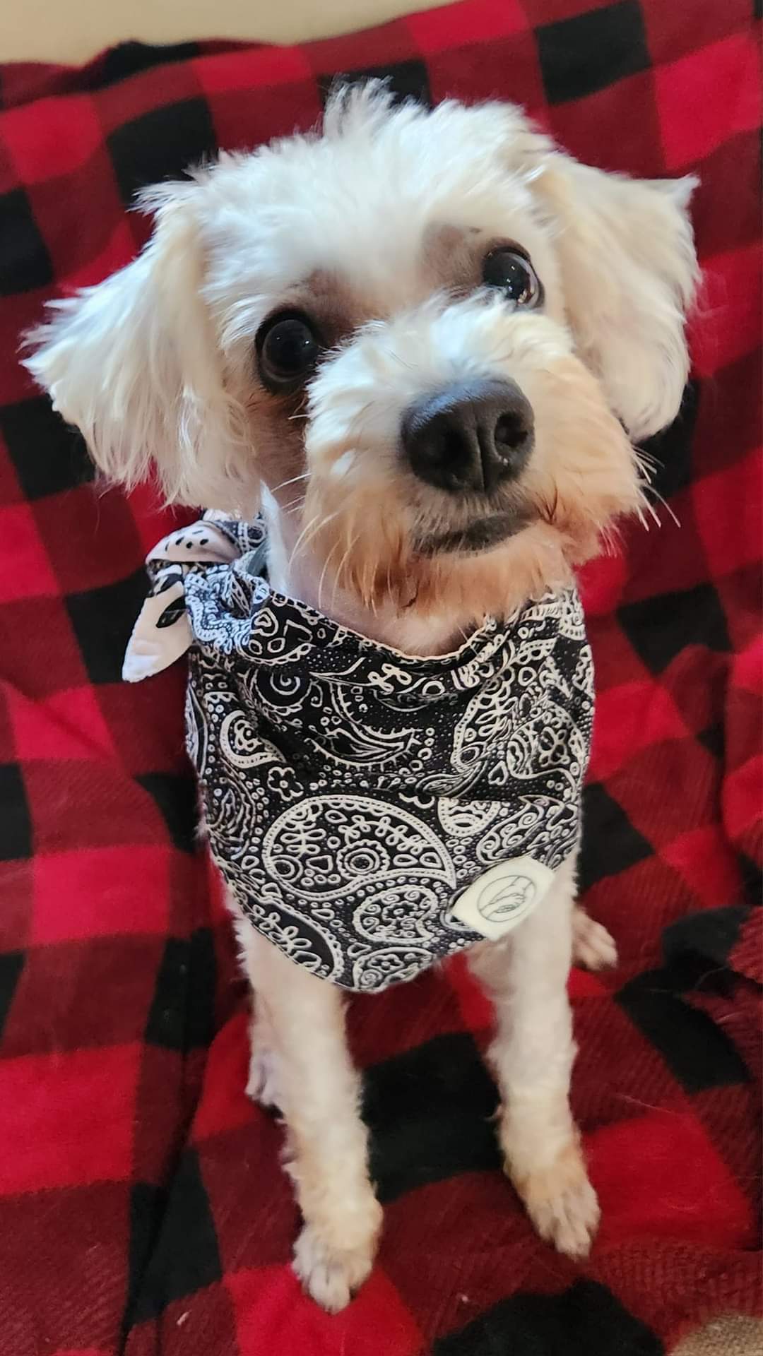 Dog for adoption Lulu, a Poodle (Toy) in Grand Rapids, MI Petfinder