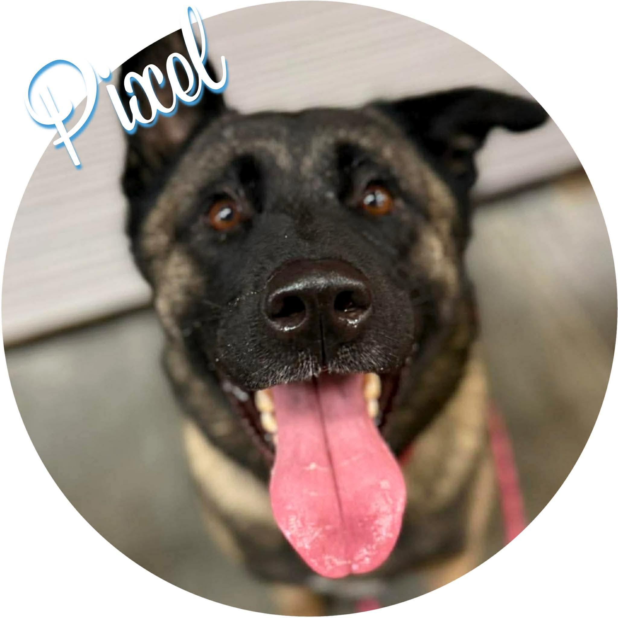 Enlarge Pixel, a ADOPTABLE Akita in Wasilla, AK image 1/1