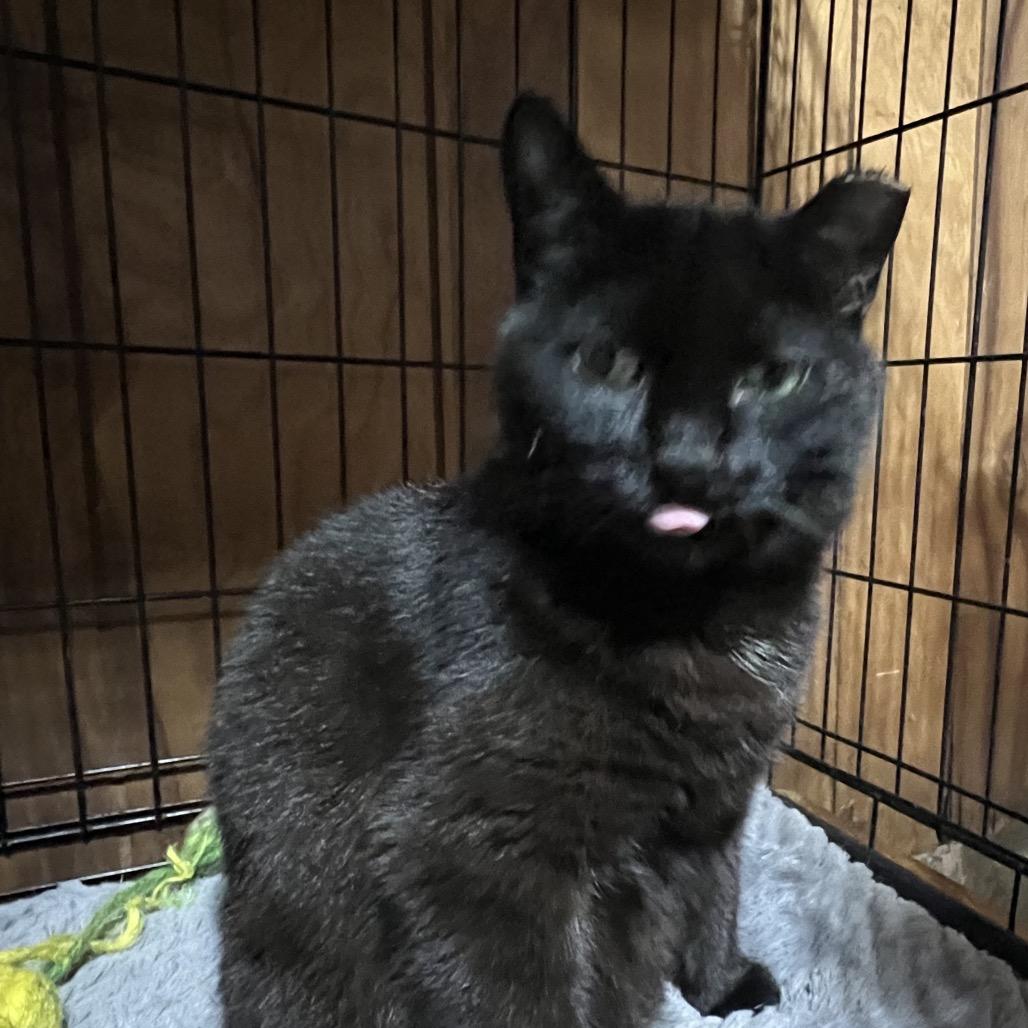 Enlarge Hazel, a Adoptable Domestic Short Hair in Mansfield, PA image 1/1