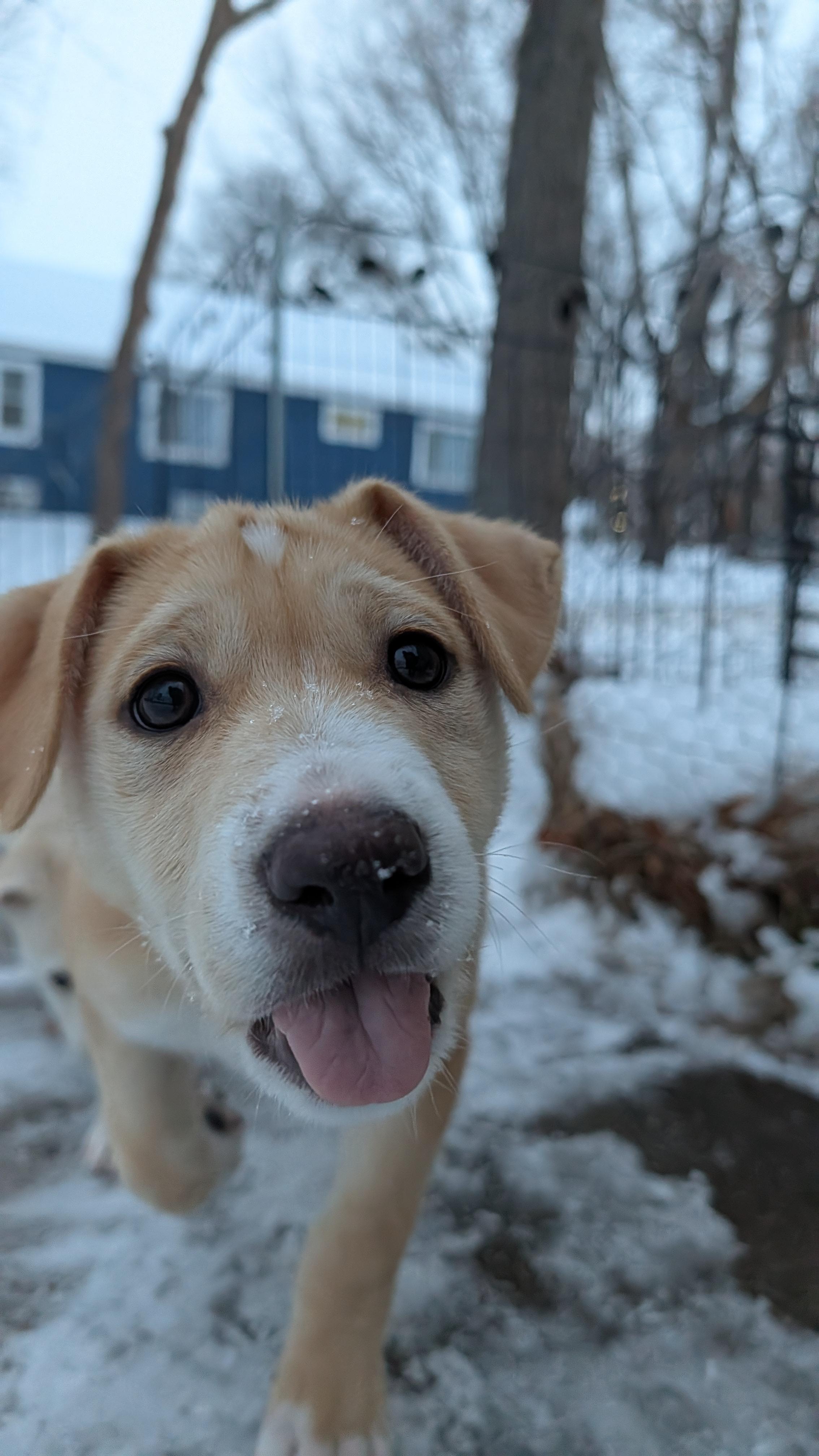 Enlarge Snickerdoodle, an adoptable mixed breed in Minneapolis, MN image 6/6