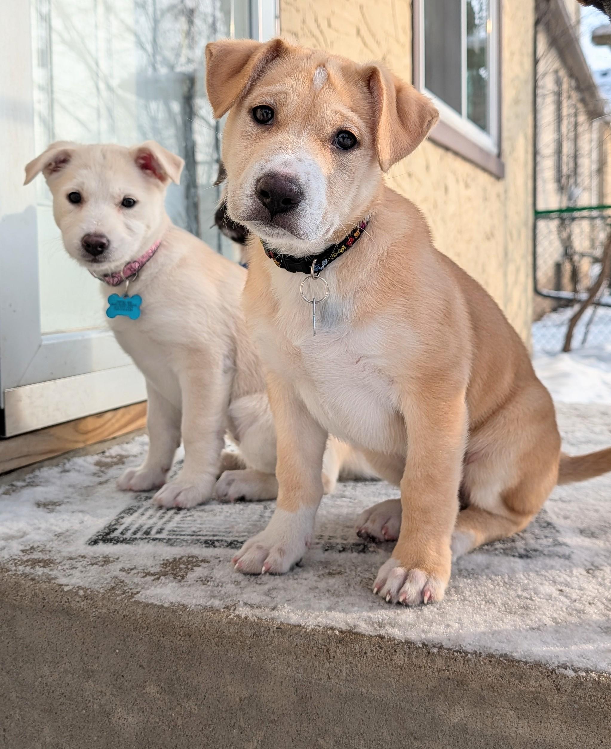 Enlarge Snickerdoodle, an adoptable mixed breed in Minneapolis, MN image 3/6