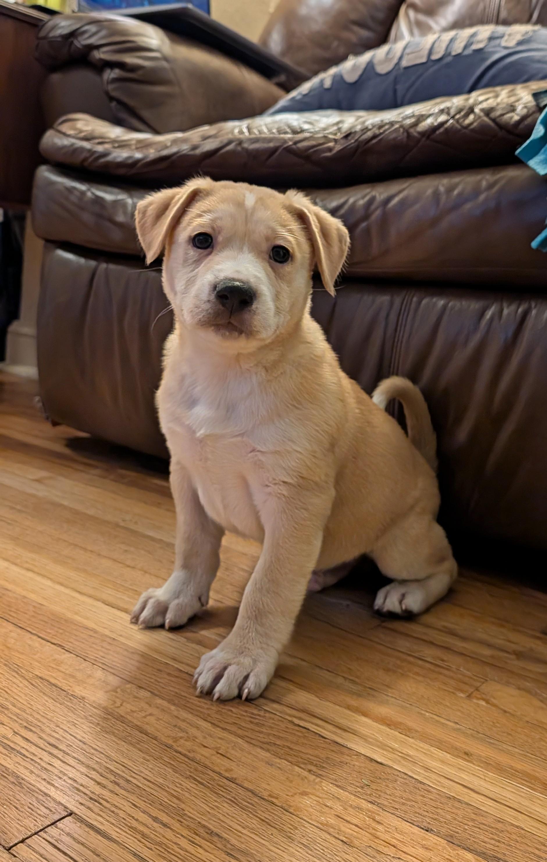 Enlarge Snickerdoodle, an adoptable mixed breed in Minneapolis, MN image 2/6