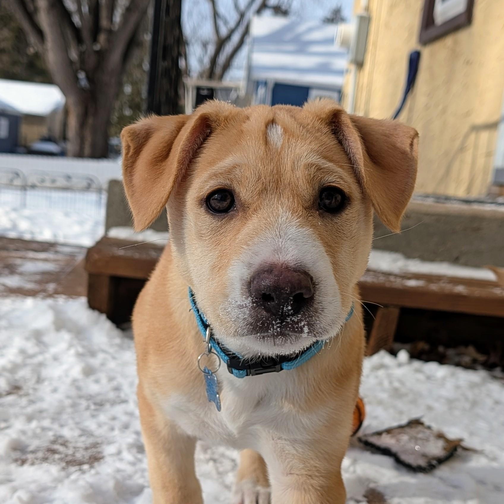 Snickerdoodle, adoptable, Puppy Male Terrier & Retriever.