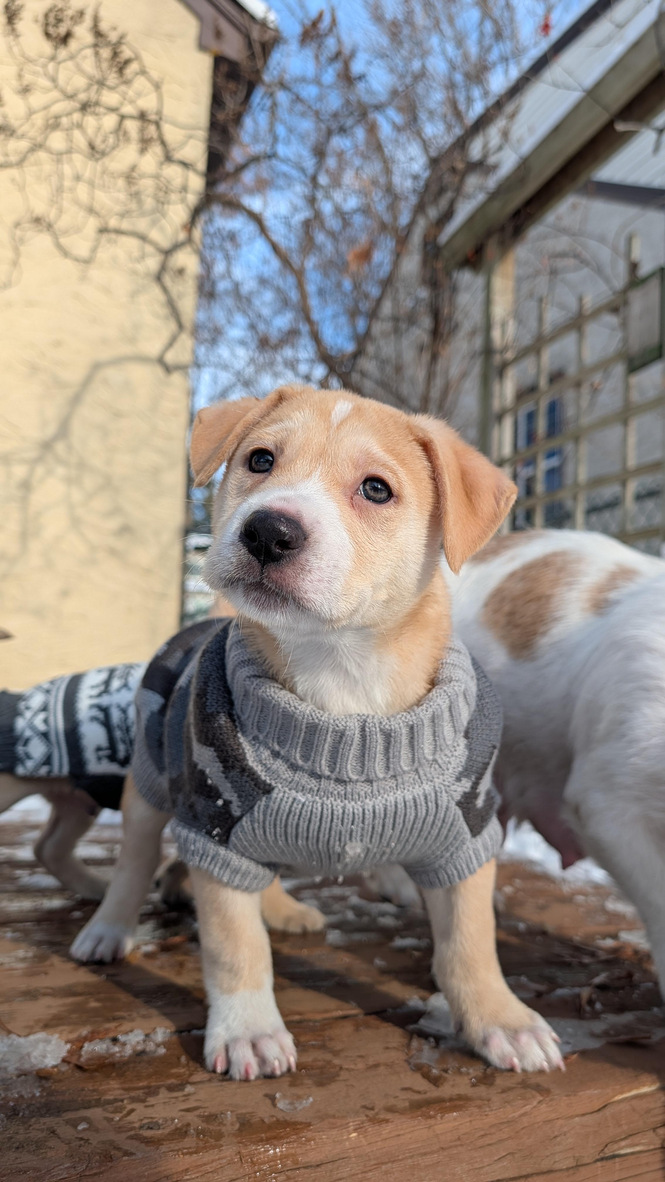 Enlarge Snickerdoodle, an adoptable mixed breed in Minneapolis, MN image 3/6